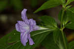 Limestone wild petunia